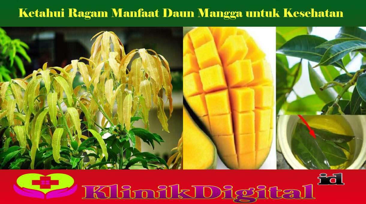 Ketahui Ragam Manfaat Daun Mangga untuk Kesehatan