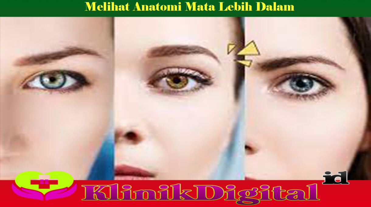 Melihat Anatomi Mata Lebih Dalam