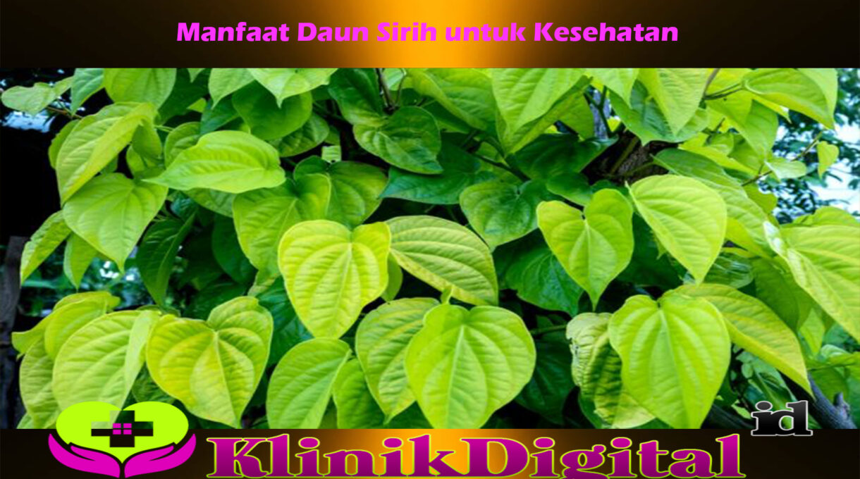 Manfaat Daun Sirih untuk Kesehatan
