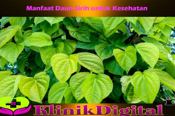 Berbagai Manfaat Daun Sirih untuk Kesehatan Jangan Terlewatkan