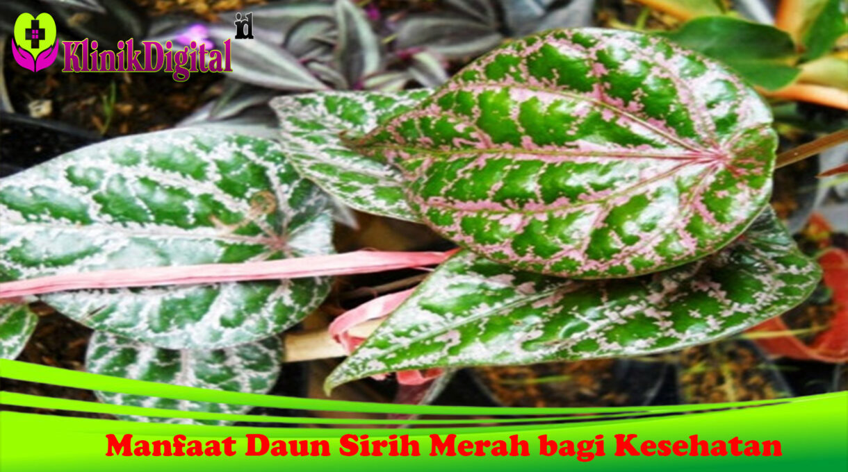 Manfaat Daun Sirih Merah bagi Kesehatan