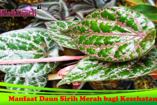 Manfaat Daun Sirih Merah bagi Kesehatan