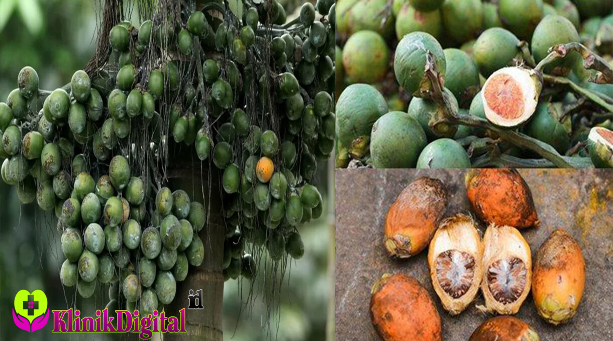 Ketahui 5 Manfaat Buah Pinang Beserta Bahayanya  