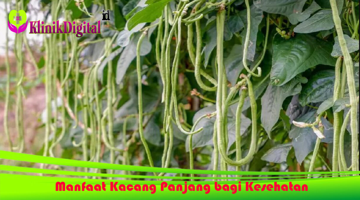 Manfaat Kacang Panjang bagi Kesehatan