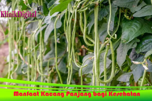 Manfaat Kacang Panjang bagi Kesehatan