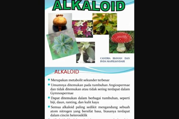 Manfaat Alkaloid pada Tubuh 